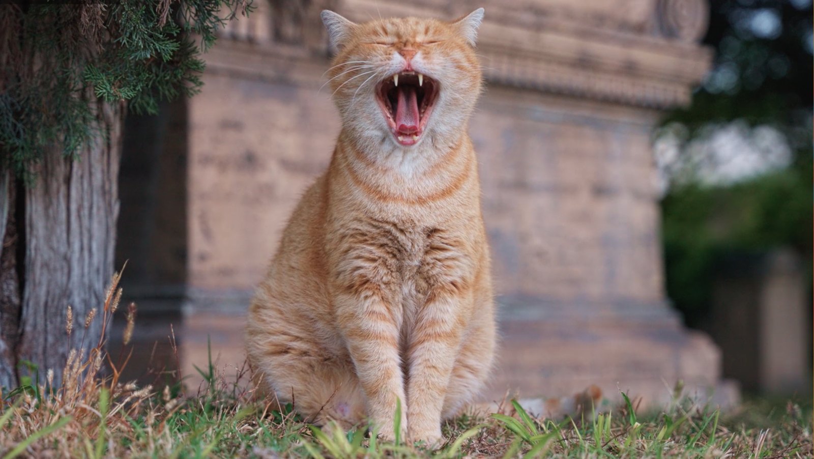 Roman Cats — still